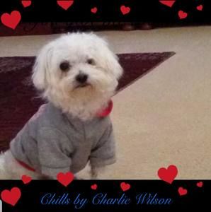 Meet your Posher, Johnson